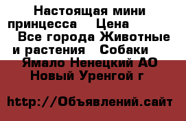 Настоящая мини принцесса  › Цена ­ 25 000 - Все города Животные и растения » Собаки   . Ямало-Ненецкий АО,Новый Уренгой г.